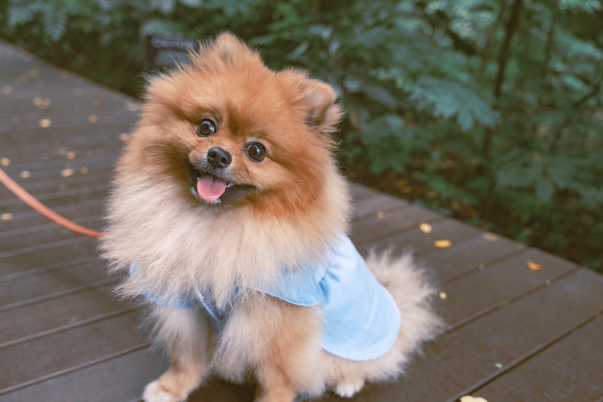 ポメラニアンの人様 ポメラニアンの人様 ポメラニアンの若様 (@pomeranian_waka) / X