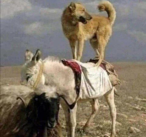 عندما يصعد للقمة من لا يستحق 

فاعلم أن من رفعه حمار