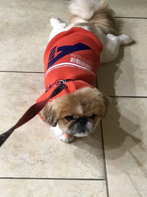 拒否犬のtwitterイラスト検索結果