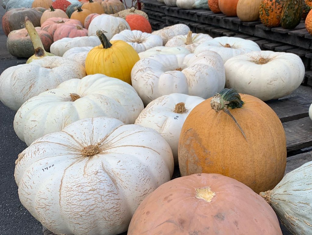 WDCGardener's tweet photo. Last weekend I stopped at the Catoctin Mountain Orchard to check out their pumpkin display, farm stand, and apple orchard - a perfect way to spend a fall weekend #gardendc #pumpkin π #dmv #farmmarket #pumpkindisplay #md https://t.co/zBoURlj33C