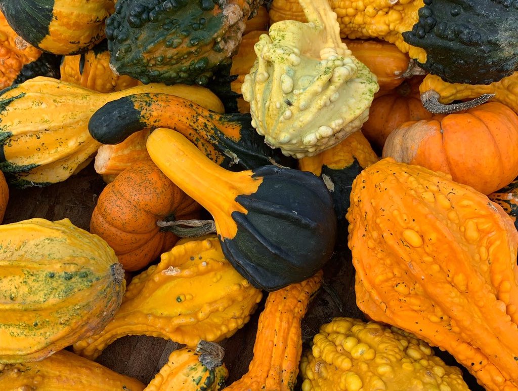 WDCGardener's tweet photo. Last weekend I stopped at the Catoctin Mountain Orchard to check out their pumpkin display, farm stand, and apple orchard - a perfect way to spend a fall weekend #gardendc #pumpkin π #dmv #farmmarket #pumpkindisplay #md https://t.co/zBoURlj33C