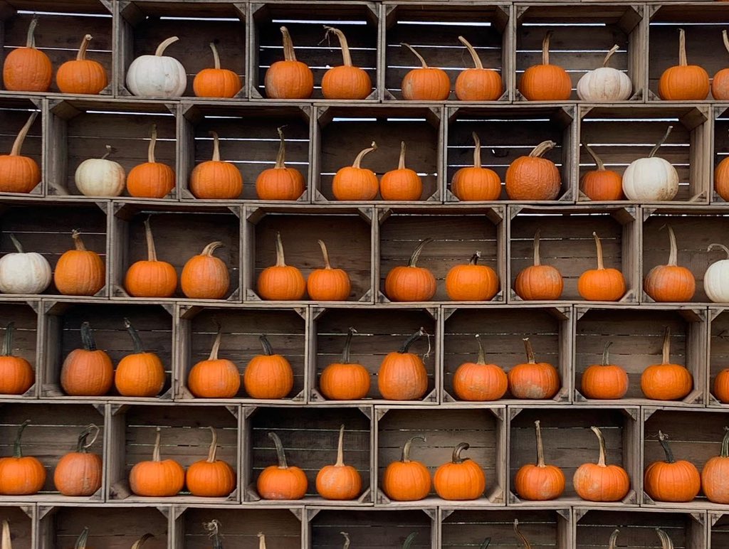 WDCGardener's tweet photo. Last weekend I stopped at the Catoctin Mountain Orchard to check out their pumpkin display, farm stand, and apple orchard - a perfect way to spend a fall weekend #gardendc #pumpkin π #dmv #farmmarket #pumpkindisplay #md https://t.co/zBoURlj33C