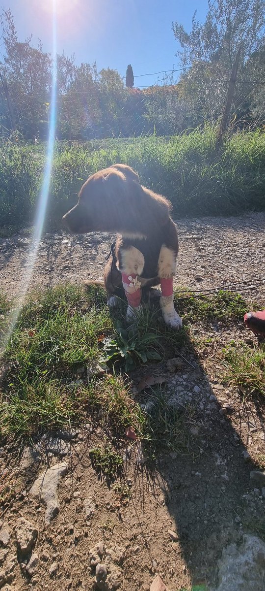 tiskraba's tweet photo. You scared us, little one.
Don't do that again.

#Iske 
#Dogs https://t.co/SJccLPWMxj