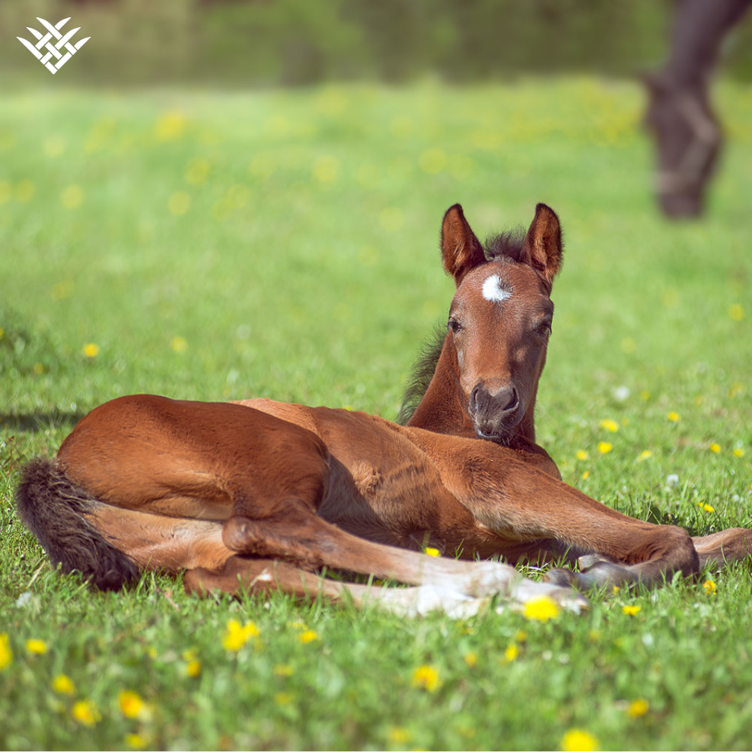 FarmStable's tweet photo. We hope you are all enjoying a relaxing Sunday ☺️

#enhancingequinewellbeing #equinesupplies #equinesupplements #equinelife #FarmStable_UK #farmstableuk #horse #horses #equestrian #horseriding #pony #equine #equestrianlife #dressage #horselove #instahorse #horselover #showjumping https://t.co/33i5YYMY4f