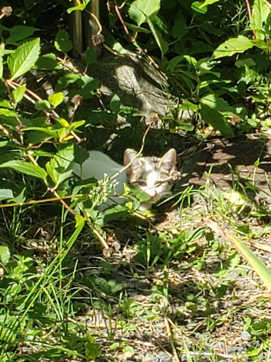 牛 次郎(こはるちゃま) tweet media