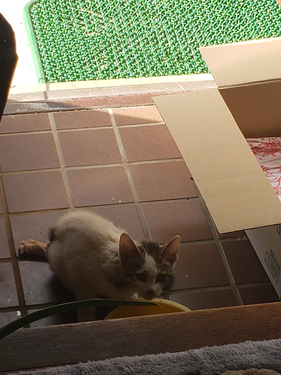 牛 次郎(こはるちゃま) tweet media