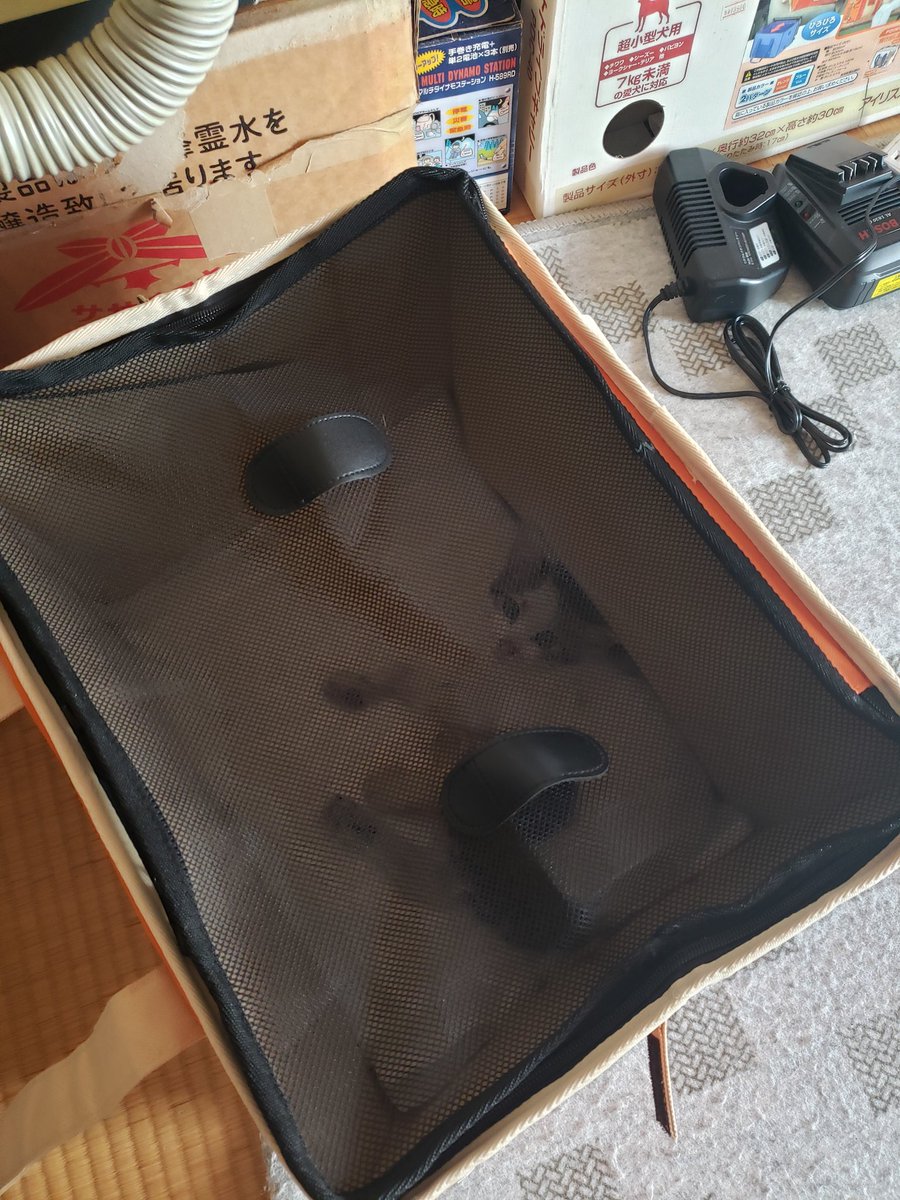 牛 次郎(こはるちゃま) tweet media