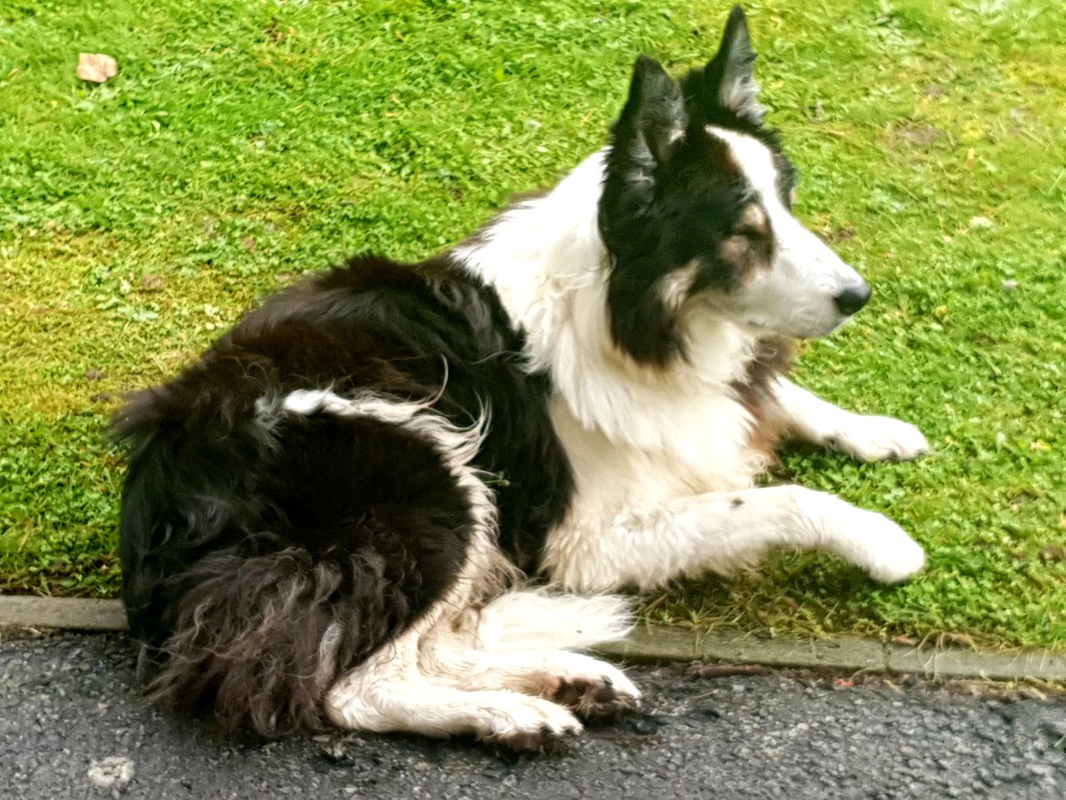 HelenArmet's tweet image. I do believe that Bandit is on indoor strike. Bad weather?... Where?.... Rain?.... Where?... Ancient sore bones?..... Whose? Back in Doune and feeling right at home. #StubbornPup #JustChillin #LazySundayAfternoon