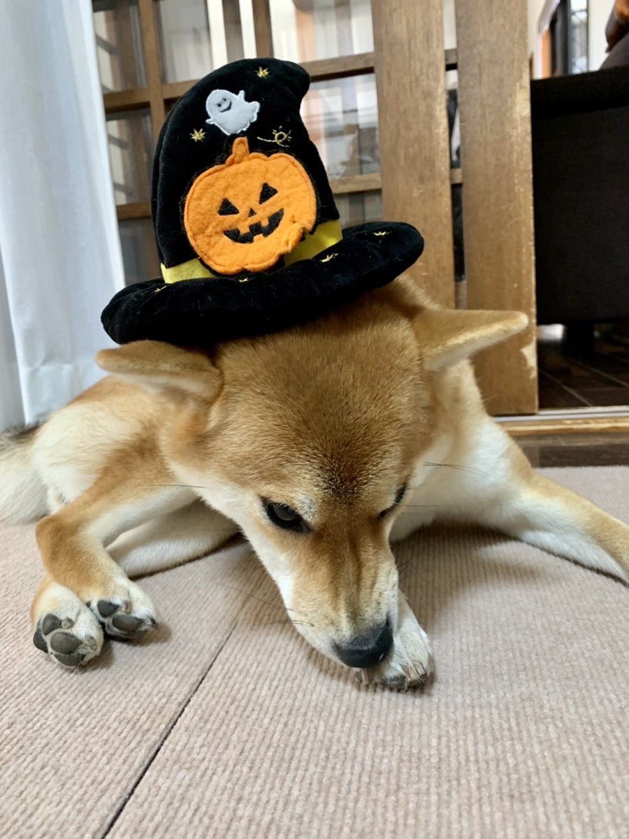 shibachiishiba's tweet photo. ハロウィーン!
ハロウィーン!
ハロウィー…ン?
#柴犬 #柴犬のいる暮らし #PECOBOX https://t.co/LHVx7x4x06