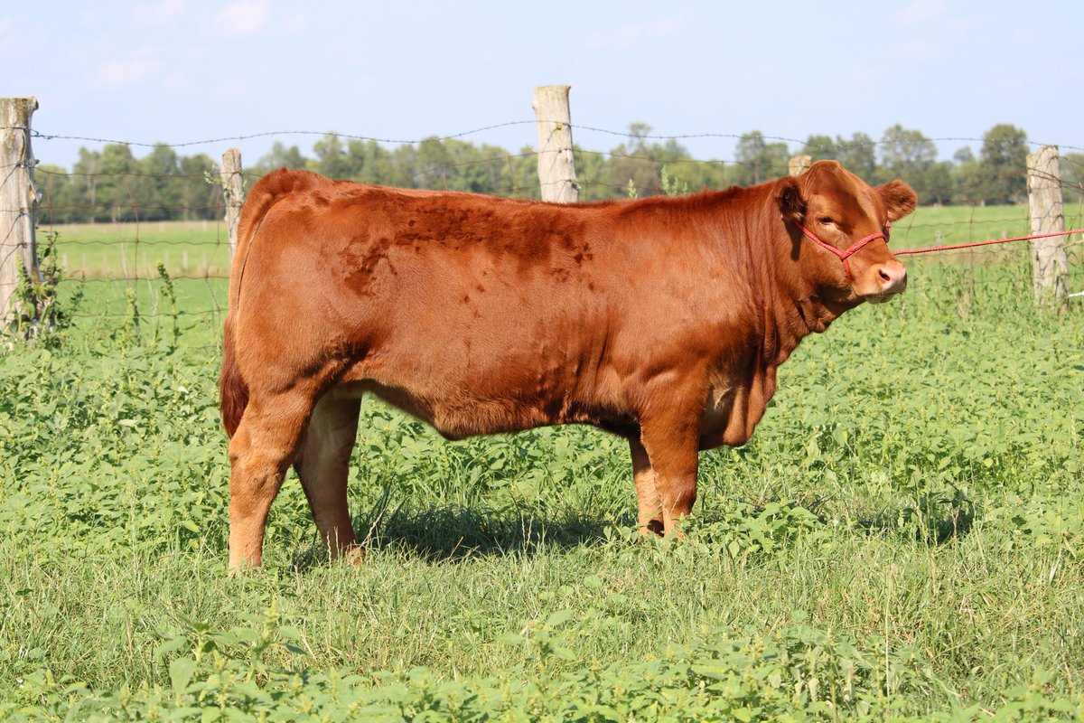 Thank you to Anchor B Limousin <a href="/AnchorBLimo/">Jay Bohrson</a> and Girdler Cattle Co for the purchases of our sale heifers. Thanks for the great day! Great time to invest into Limousin Genetics! <a href="/CDNLimousin/">Canadian Limousin</a>