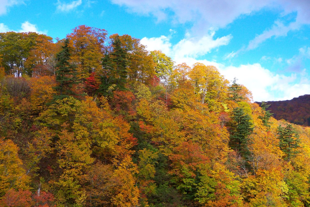 kelthraiden's tweet photo. 玉川の紅葉
#紅葉
#写真好きな人と繫がりたい
#Z915 https://t.co/6cDvSyJbZP