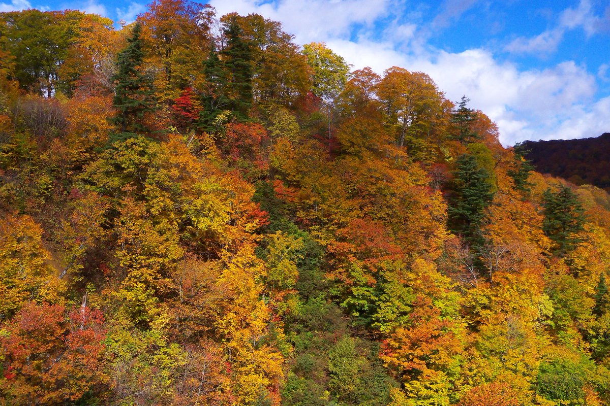 kelthraiden's tweet photo. 玉川の紅葉
#紅葉
#写真好きな人と繫がりたい
#Z915 https://t.co/6cDvSyJbZP