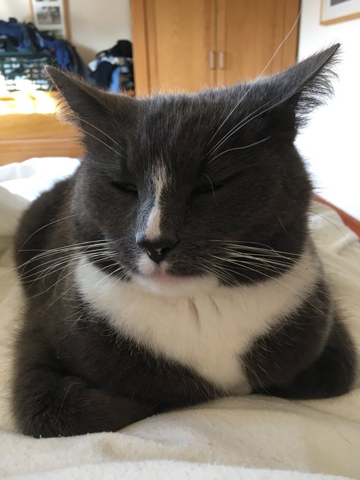 SusanCalman's tweet photo. Susan's #CatOfTheDay is Pascal.

Thank you @LisaTownsend for sharing this pic! https://t.co/n0nTOT0X0P