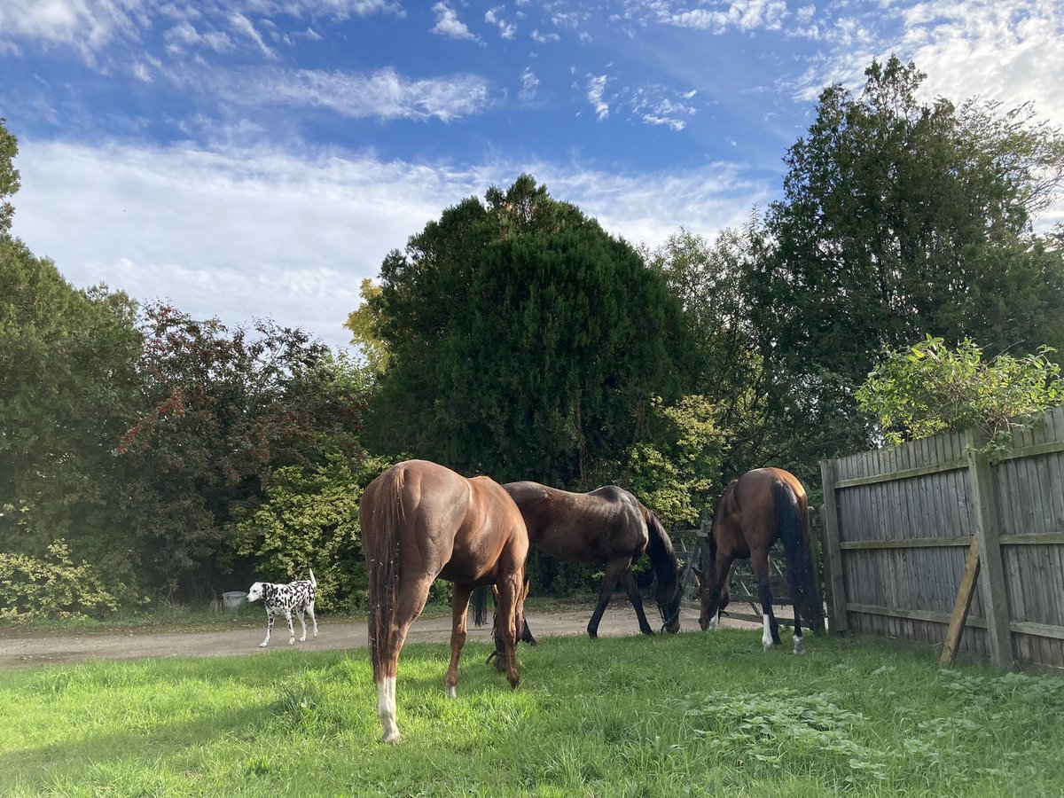 JohnWathenBerry's tweet photo. A very pleasant Sunday in Newmarket. Mild, dry, bright. Well earned relaxation for #DasKapital after his tough run at @NewburyRacing yesterday afternoon, wandering around the yard with his friends #TurnOfPhrase & #PantomimePrince (and #Gus). https://t.co/ENU861G9k4