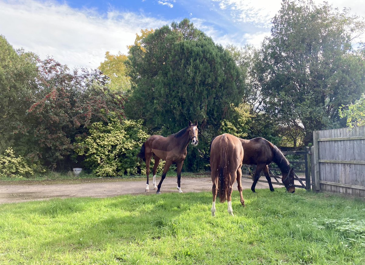 JohnWathenBerry's tweet photo. A very pleasant Sunday in Newmarket. Mild, dry, bright. Well earned relaxation for #DasKapital after his tough run at @NewburyRacing yesterday afternoon, wandering around the yard with his friends #TurnOfPhrase & #PantomimePrince (and #Gus). https://t.co/ENU861G9k4