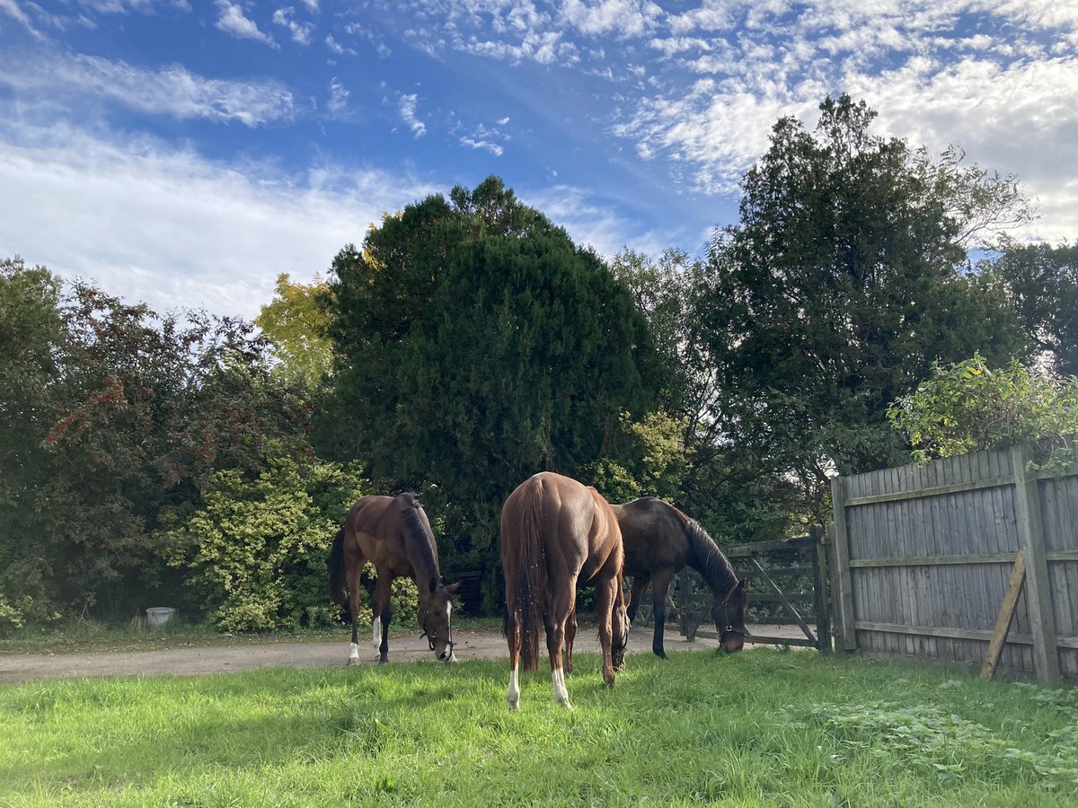 JohnWathenBerry's tweet photo. A very pleasant Sunday in Newmarket. Mild, dry, bright. Well earned relaxation for #DasKapital after his tough run at @NewburyRacing yesterday afternoon, wandering around the yard with his friends #TurnOfPhrase & #PantomimePrince (and #Gus). https://t.co/ENU861G9k4