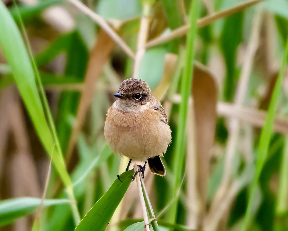 rupperrt's tweet image. Borb! Amur Stonechat #birds #birdwatching