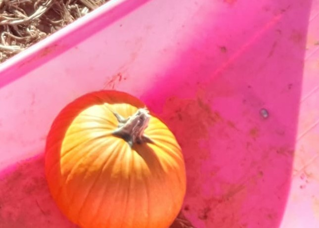 If Hedgehogs eat pumpkins it can upset their stomachs and cause dehydration. Please don't leave pumpkins on the ground after Halloween.