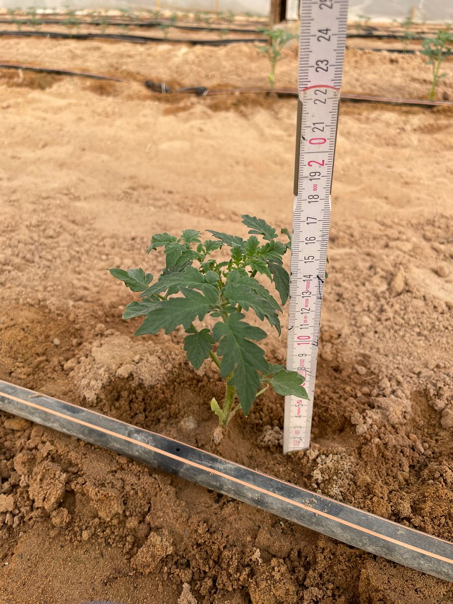 Shimon Rachmilevitch Lab (@shimonlab) on Twitter photo And here we are again! Our third field #experiment just started. We are investigating the fate of #Velum in #dripped irrigated soil in collaboration with <a href="/NetafimCorp/">Netafim Corporate</a> and <a href="/Bayer4Crops/">Bayer | Crop Science</a>. And here we are again! Our third field #experiment just started. We are investigating the fate of #Velum in #dripped irrigated soil in collaboration with <a href="/NetafimCorp/">Netafim Corporate</a> and <a href="/Bayer4Crops/">Bayer | Crop Science</a>.