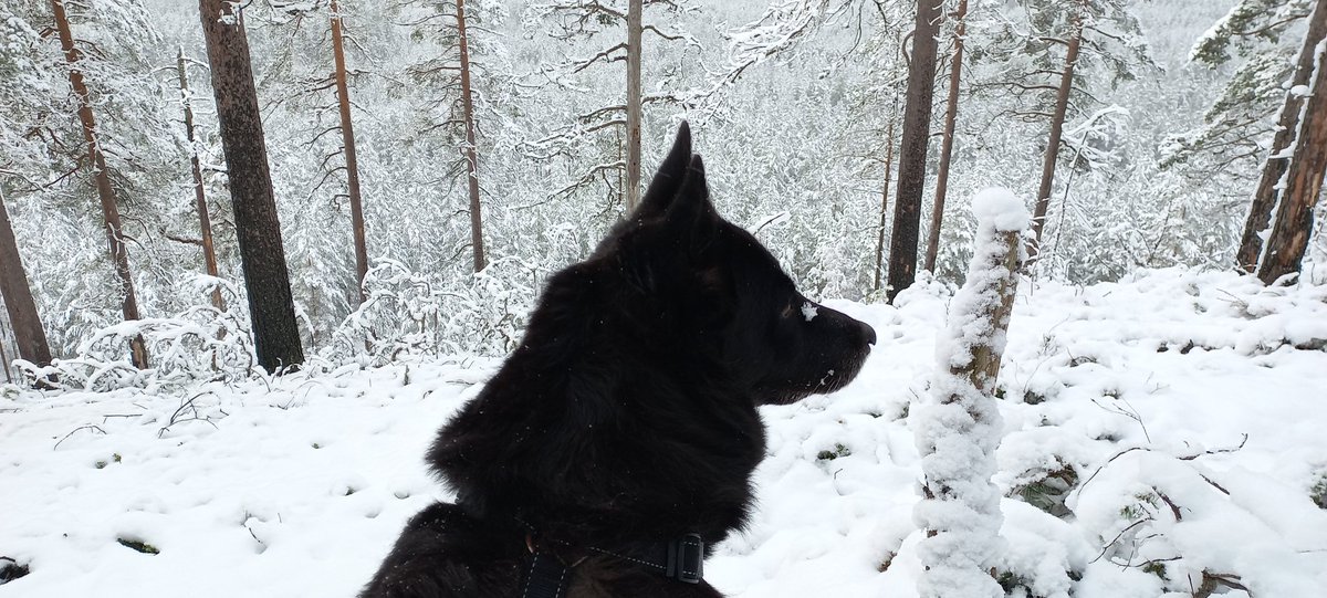 mauri_toivola's tweet photo. #lokaakuu n #lunta ihasteltiin #porokoira Viekan kanssa. #Ikaalinen #Vatula #luonto #october #snow #nature https://t.co/LzH5JHcq6c