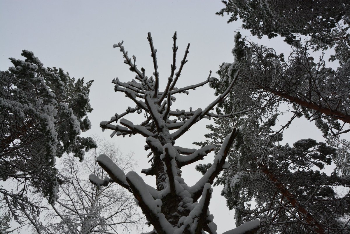 mauri_toivola's tweet photo. #lokaakuu n #lunta ihasteltiin #porokoira Viekan kanssa. #Ikaalinen #Vatula #luonto #october #snow #nature https://t.co/LzH5JHcq6c
