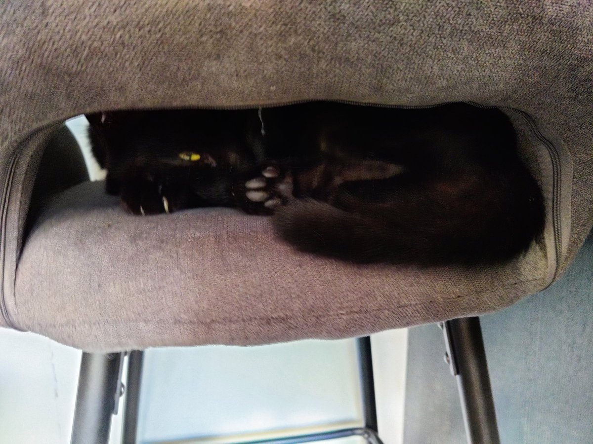 Sneaky #cat havin a nap