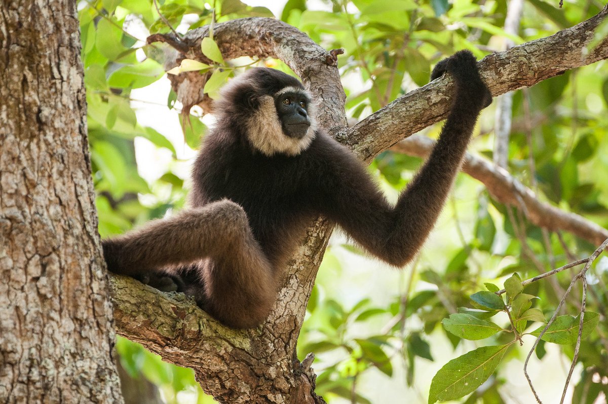 PalmChoice's tweet photo. Woop, woop! It's #InternationalGibbonDay!
Let's all take action to save these beautiful creature from extinction. Choose #Sustainable #PalmOil and #SaveGibbons!
@borneonaturefdn @gibbonsociety https://t.co/LqIlMfrOEb