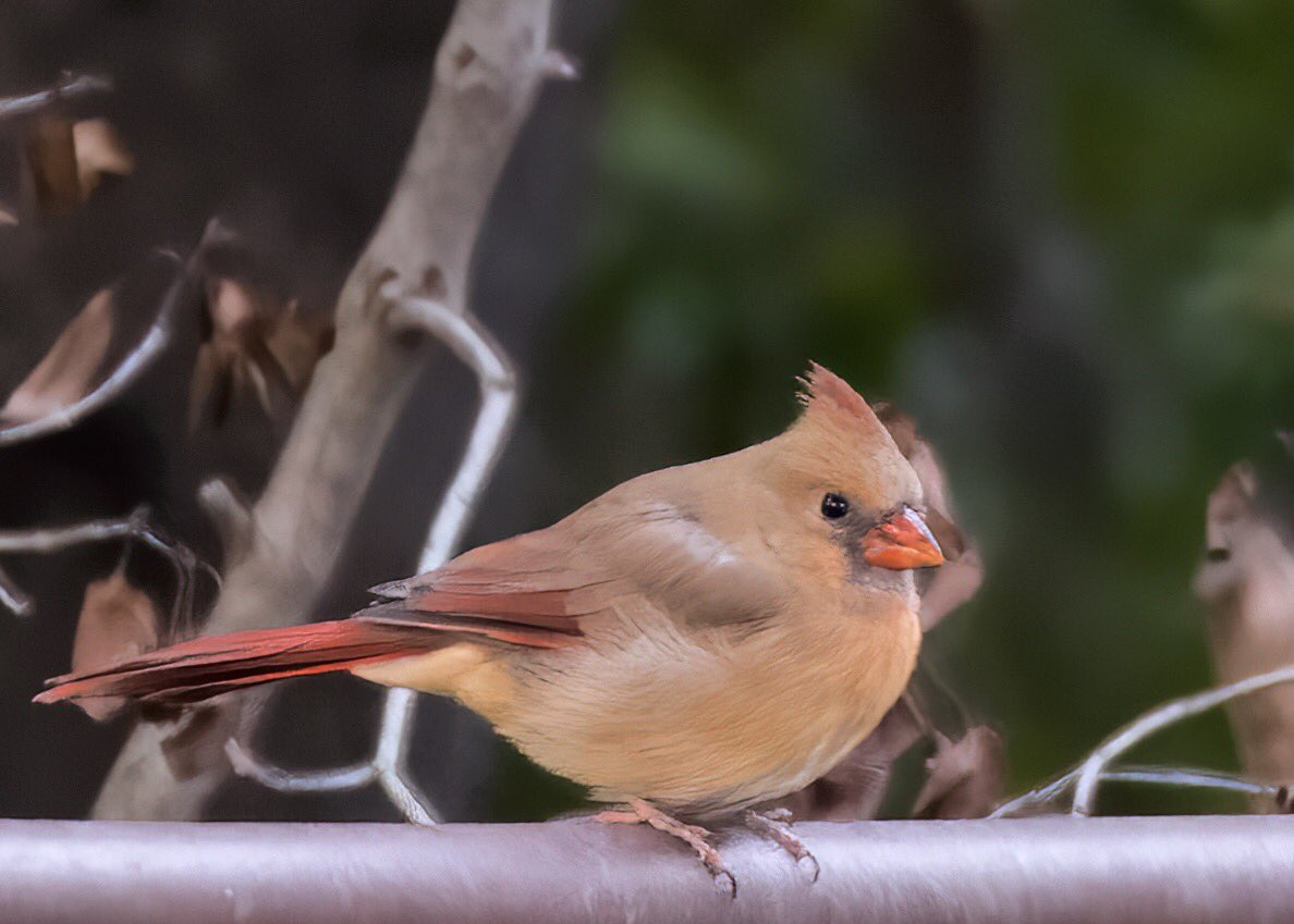MarcotheLuck's tweet photo. Bundle of cuteness.   A young female Cardinal in transition to be a very beautiful lady.  #birdwatching #birdphotography #TwitterNatureCommunity https://t.co/HAEwtuhhyG