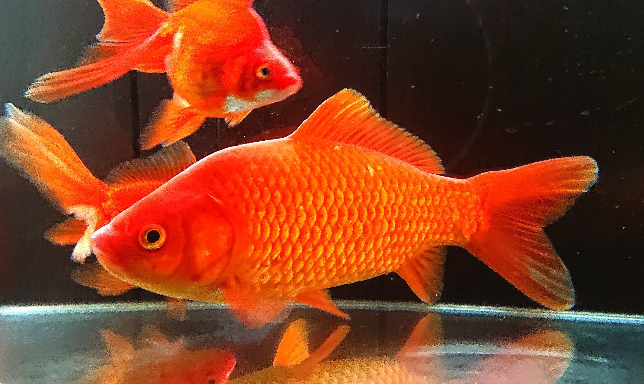 松沢陽士 金魚すくいでお馴染みの小さな赤い金魚と同じ品種ですが なかなか見ないサイズだったので撮影用に買ってきました 25センチくらいあるので 太ったらかなり迫力が出そうです T Co Mfqzj6amiw Twitter