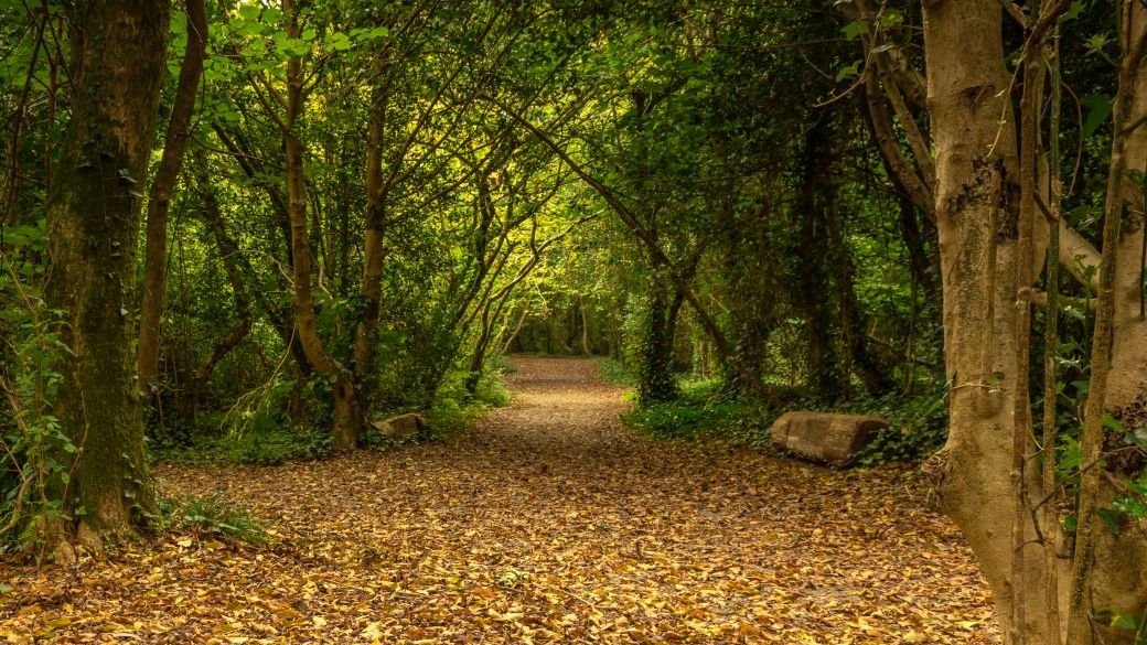 visitwexford's tweet photo. Beautiful shot of the trails surrounding JFK Arboretum in their rustic blanket🍂
📸 @TonyMullenPhoto
Plan your Autumn ahead at https://t.co/caxUJVo0Pk💜💛
#WexfordMemories #FallInLoveWithWexford #VisitWexford #KeepDiscovering #BestForFun #BestForTrails #IrelandsAncientEast https://t.co/4kaEDuD39C