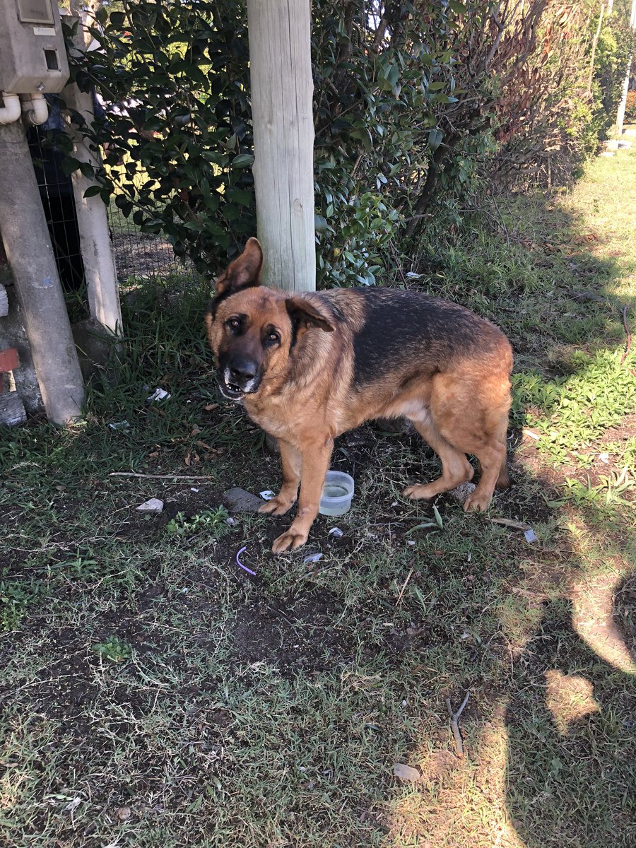 MonikulaUy's tweet photo. Este perro cayó de una camioneta que iba para el este x IB. Si alguien lo reconoce o lo reclama, está atado en una columna en marIndia, al Aldo del vivero del km 39,5 https://t.co/3IvJl0yUR8