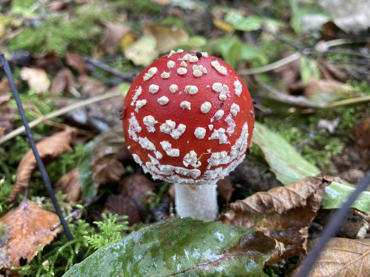 TheForagersNook's tweet photo. #shrooming on Warton Crag. @Arnside_AONB #FlyAgaric #MilkCap #KingAlfredsCakes #GreenWoodcup #CARNFORTH https://t.co/WhKG7Z9kzr