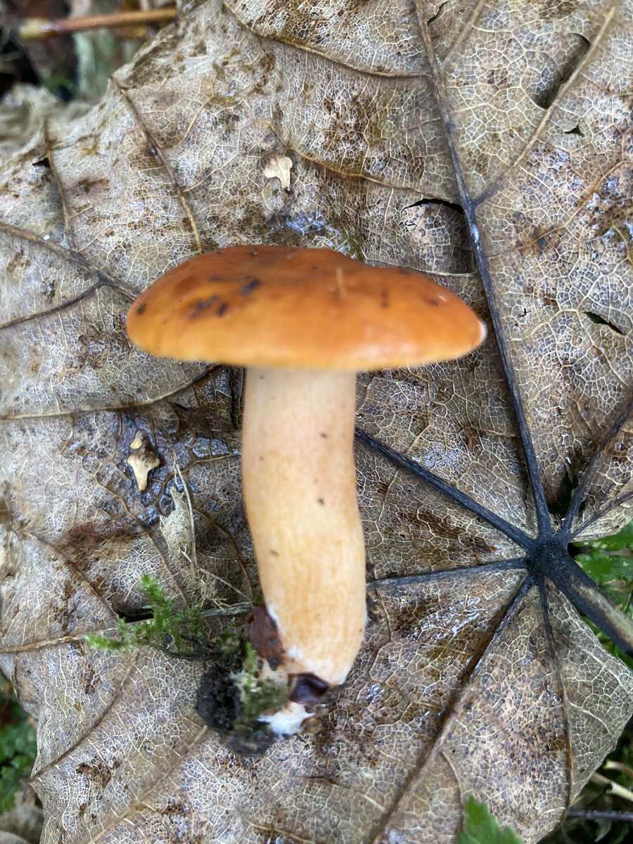 TheForagersNook's tweet photo. #shrooming on Warton Crag. @Arnside_AONB #FlyAgaric #MilkCap #KingAlfredsCakes #GreenWoodcup #CARNFORTH https://t.co/WhKG7Z9kzr