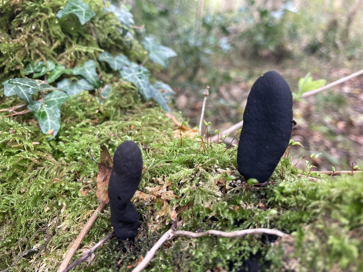 TheForagersNook's tweet photo. #CandleSnuff #CommonBonnet and a couple yet to be id’d. https://t.co/Ogwm4d87eF