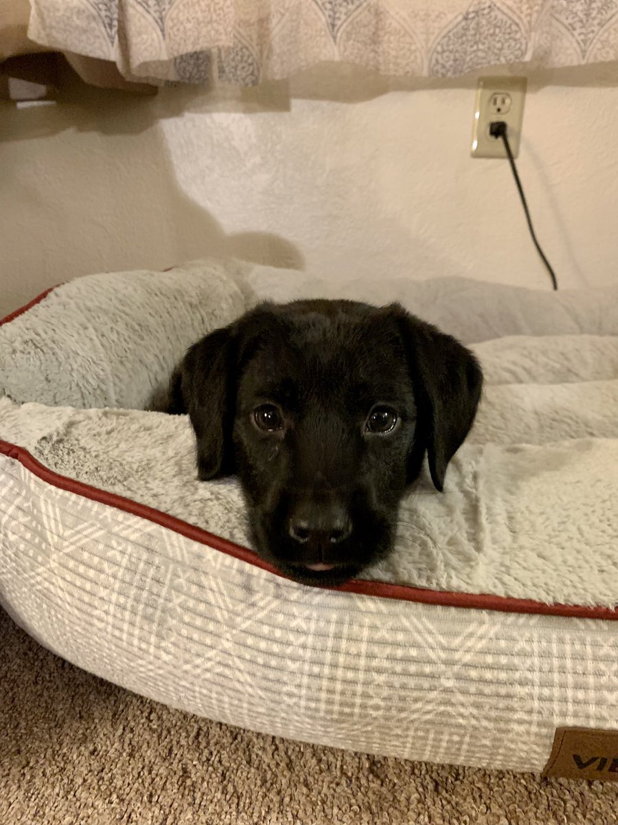 juuliamaarie's tweet photo. hi everyone, meet Phoebe 🐶🐾 https://t.co/XzCFBm1qyJ