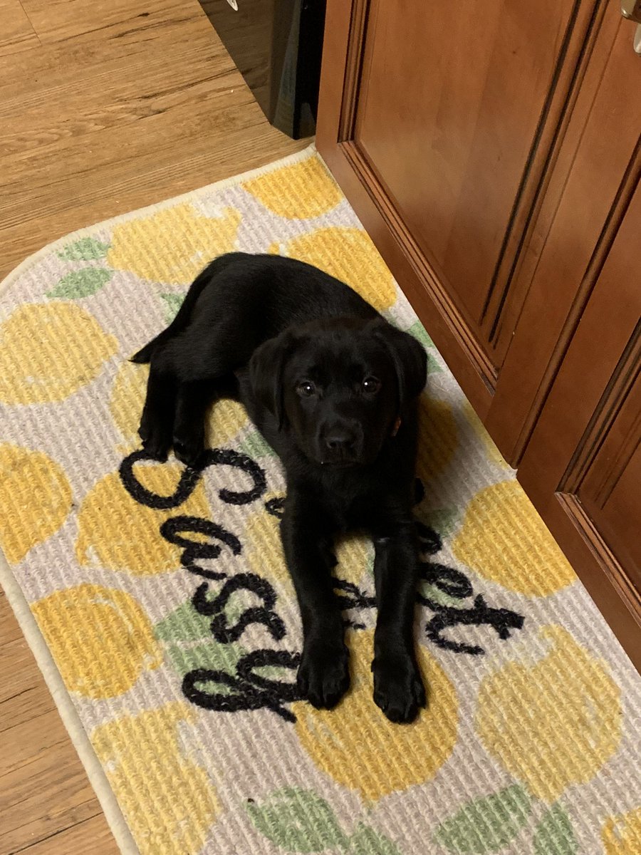 juuliamaarie's tweet photo. hi everyone, meet Phoebe 🐶🐾 https://t.co/XzCFBm1qyJ