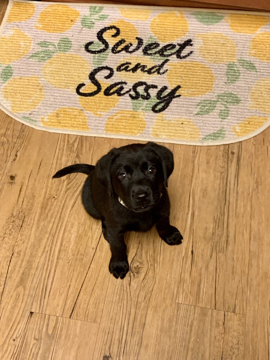 juuliamaarie's tweet photo. hi everyone, meet Phoebe 🐶🐾 https://t.co/XzCFBm1qyJ
