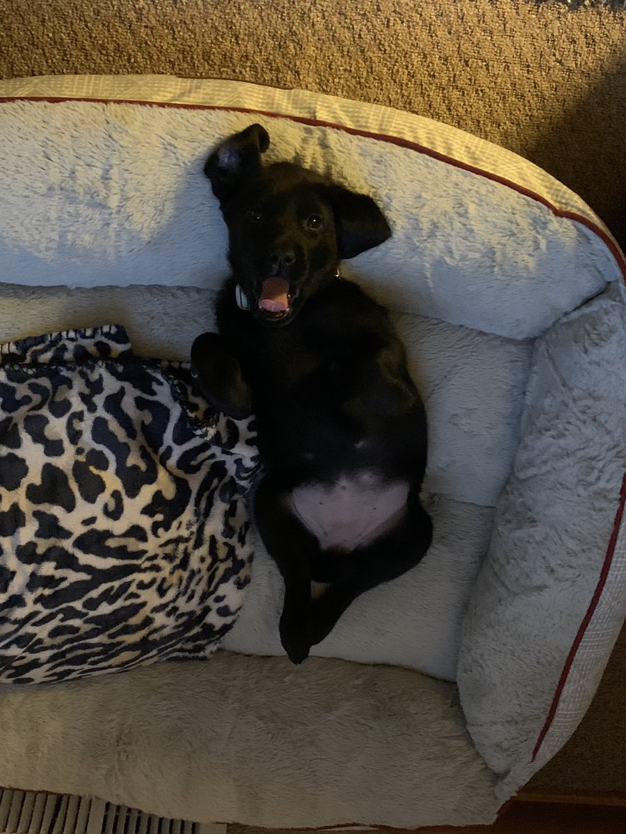 juuliamaarie's tweet photo. hi everyone, meet Phoebe 🐶🐾 https://t.co/XzCFBm1qyJ