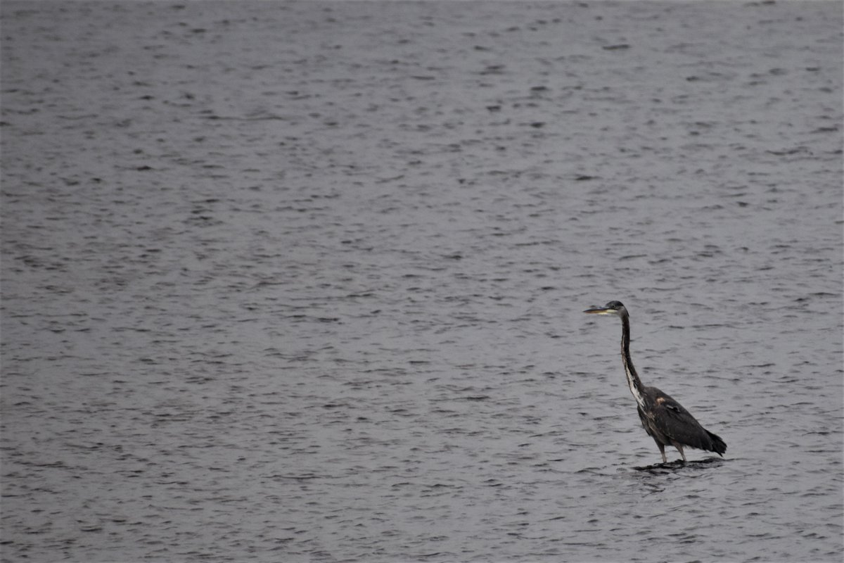 Copalis_Beach's tweet photo. #CopalisBeach #GreatBlueHeron #CopalisRiver #Wildlife #WashingtonCoast https://t.co/OoDiYJU9s2