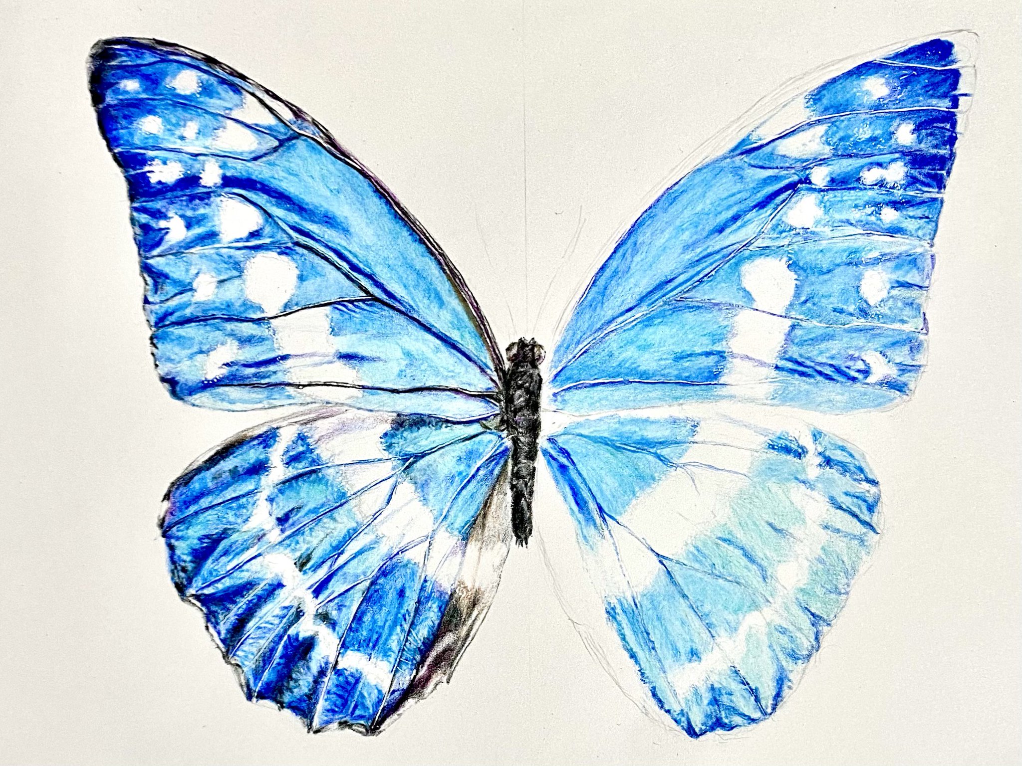 モンフォ蝶　絵 a2bcd71f2095256a018a1915f5f9db