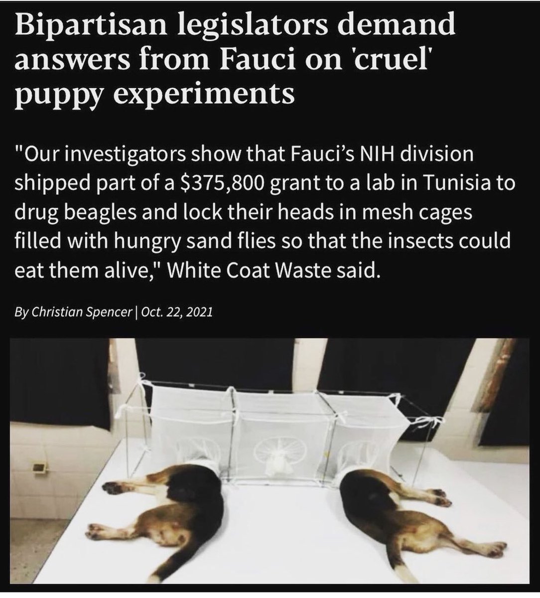 Shebeart tweet media