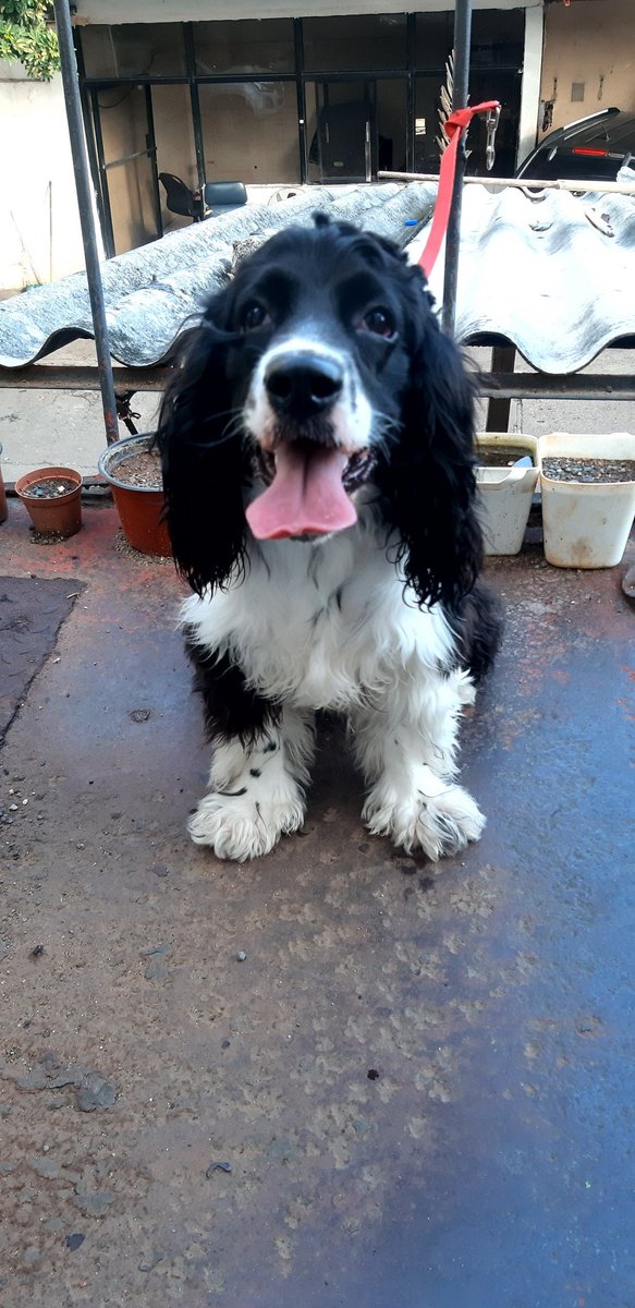 sorilenny's tweet photo. Encontrado en la Billini con 19 de marzo, en #laZona.
Me dijo que guachi que una yipeta lo dejó abandonado, a eso de las 5am.
No tiene collar.
Quiero creer que han podido hacerle una maldad a su dueña/o.
Lo he llamado Bruno.
Favor difundir. https://t.co/TmvfoEZSKi