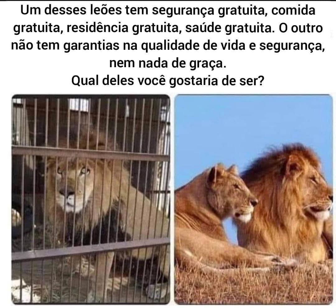 InvDigitais's tweet photo. Será que assim entendem 🤷🏻‍♂️ Ou preferem viver para sempre como escravos do governo. https://t.co/QTTQZltxIx