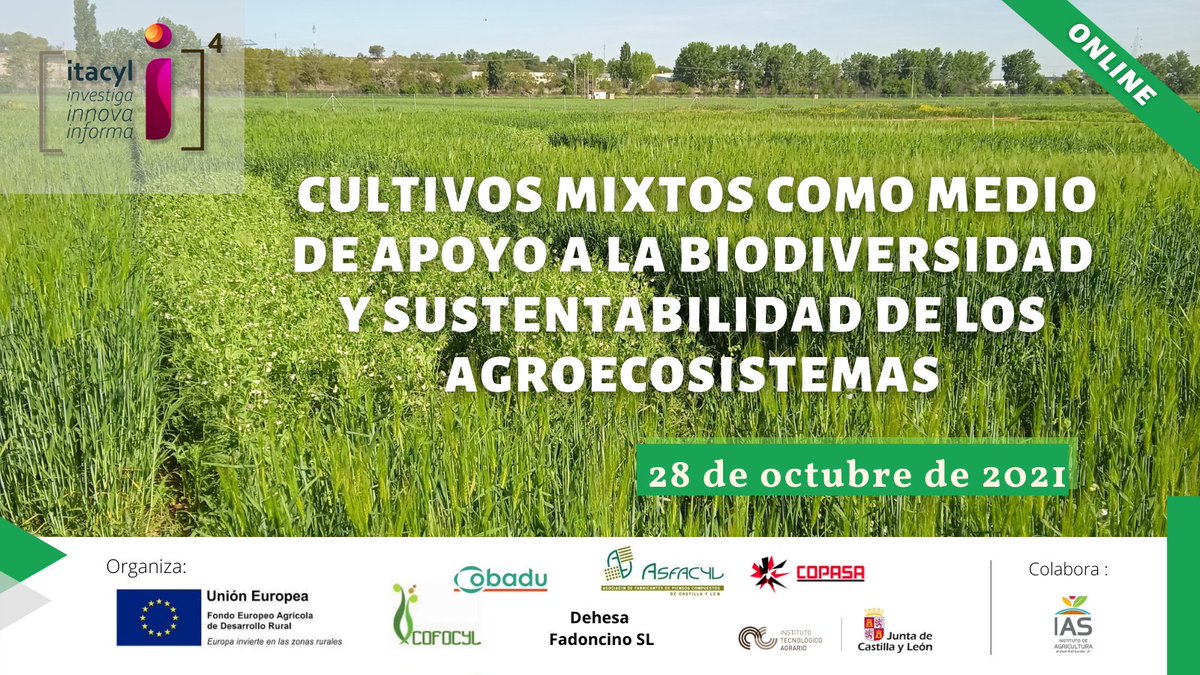 ITACYL's tweet photo. CULTIVOS MIXTOS COMO MEDIO DE APOYO A LA BIODIVERSIDAD Y SUSTENTABILIDAD DE LOS #AGROECOSISTEMAS. JORNADA ONLINE
📅 28 de Octubre
✍https://t.co/dMv5W7rBHq
#️ITACyL #InnovaciónALaCarta #FEADER @cobadu_coop @copasasalamanca @IAS_CSIC #Asfacyl #cofocyl #DehesaFadoncino https://t.co/NfFhL8sXHM