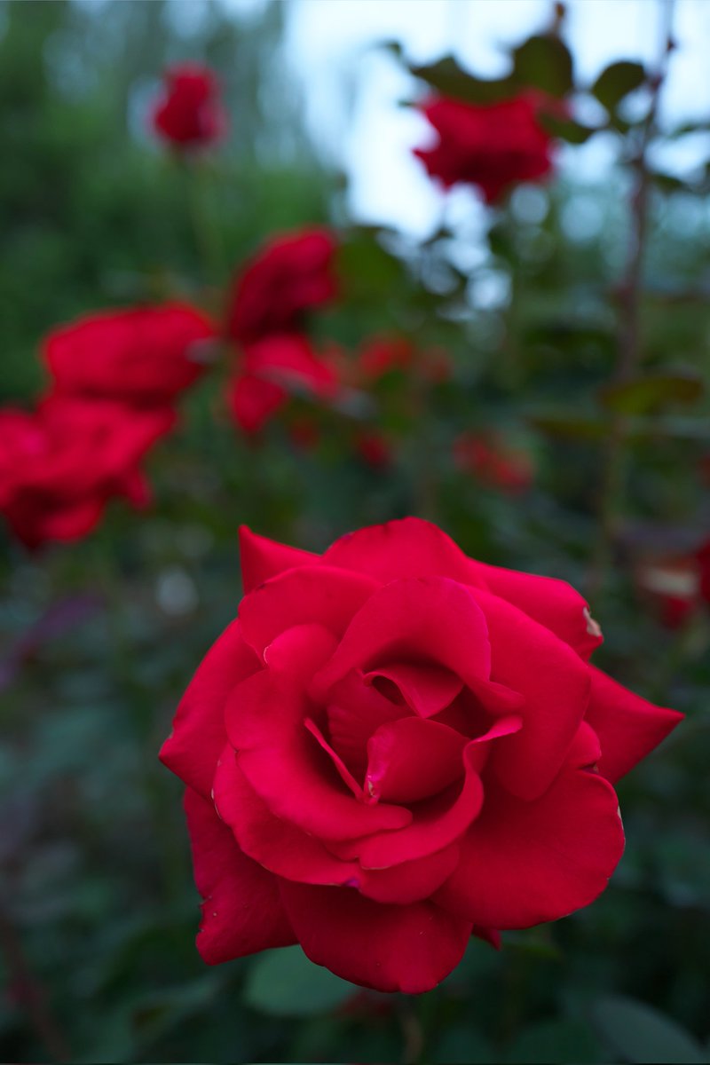 3150taka88's tweet photo. 21/10/24@横浜イングリッシュガーデン①
秋薔薇を観にきたけど少し遅かった。
#横浜イングリッシュガーデン
#LeicaQ(1.3)
#Type116
#OLYMPUS
#E300(2.4)
#ZUIKO_DIGITAL 35mmF3.5MACRO(2.4) https://t.co/hCUKVubN0o