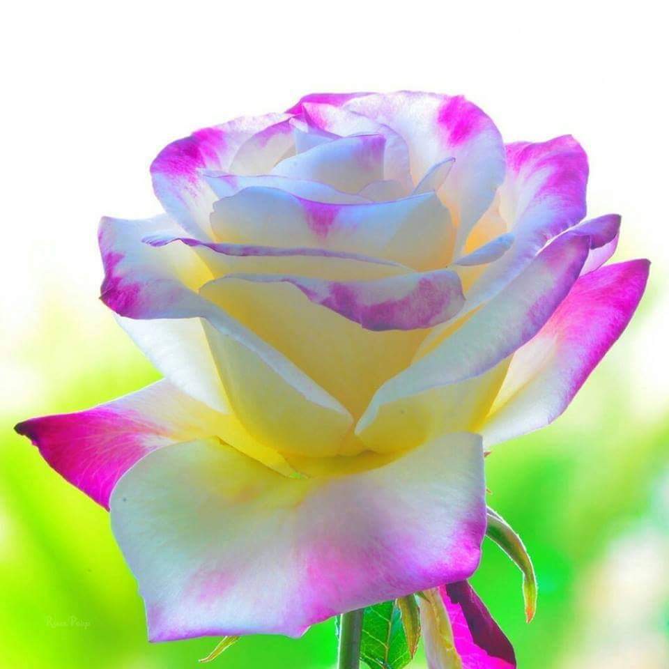 Flor_Riv4's tweet photo. Feliz día tengan todos https://t.co/ePw0efrNqp