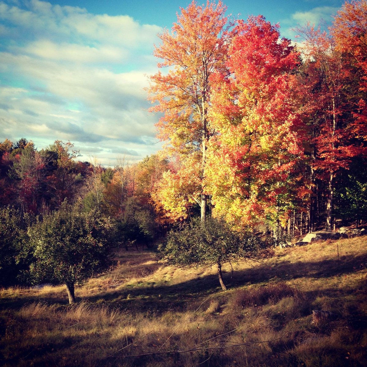 dfleming16's tweet photo. The sun is going to stream into the hollows of the Rensselaer Plateau today. Take advantage of this last day of sun before a week of rain to see the last bits of color on a trail you have yet to explore. Enjoy! https://t.co/7qS8Bw4qwM