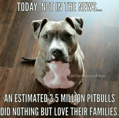 It's time for the government of Ontario to end antiquated and ineffective breed specific legislation (BSL) in Ontario.  

Learn more, and send a message to your MPP advocating for an end to BSL here: endtheban.ca
#endtheban #banidiotsnotdogs