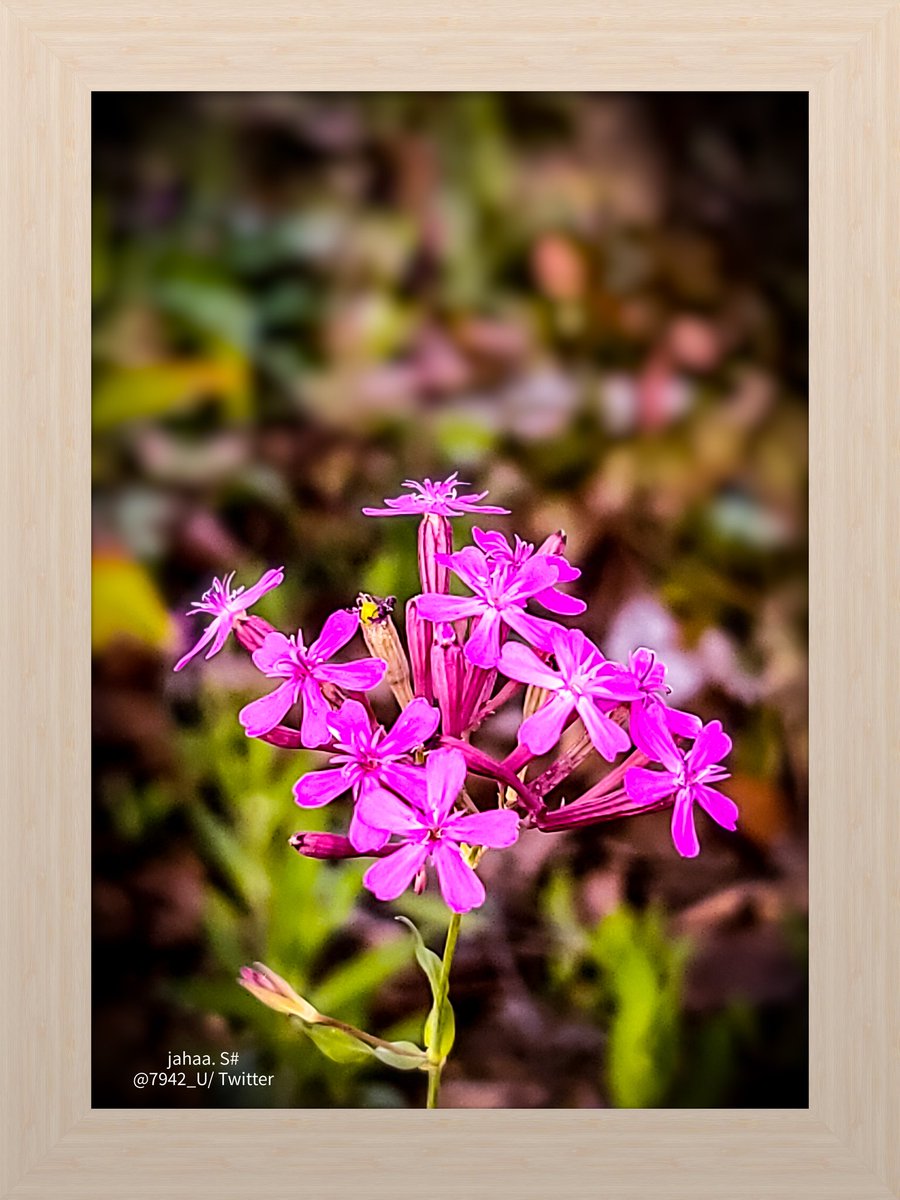 7942_U's tweet image. #끈끈이대나물
#catchfly
.