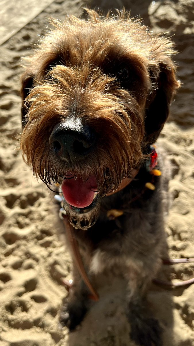 Strohwitwer-Sonntag geht schlechter 😉. Herrlicher Sonnenschein und mit Jannik <a href="/jfreeze24/">Jannik Freese</a> bei der Strandperle über Basketball und das Leben plaudern. Bobby darf natürlich nicht fehlen.